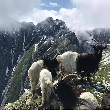 Hamilton & ベラルプ