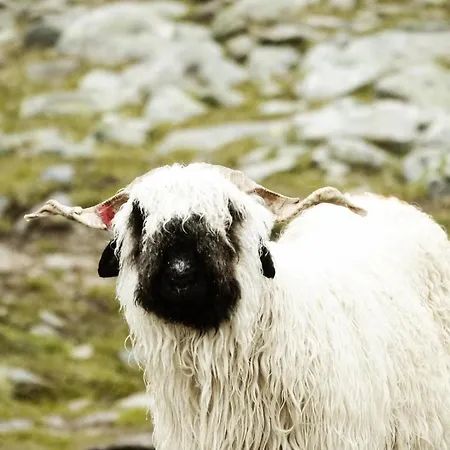 Otel Hamilton & Belalp