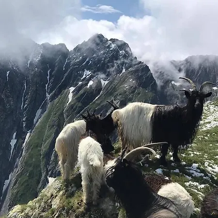Hamilton & 3* Belalp