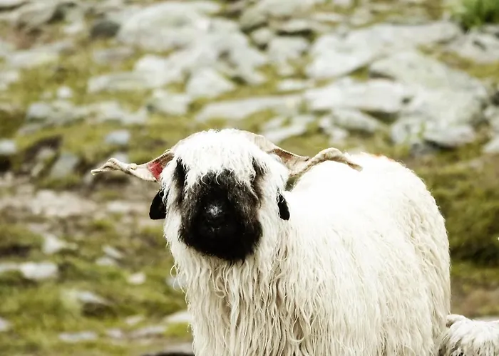 Hotel Hamilton & Belalp