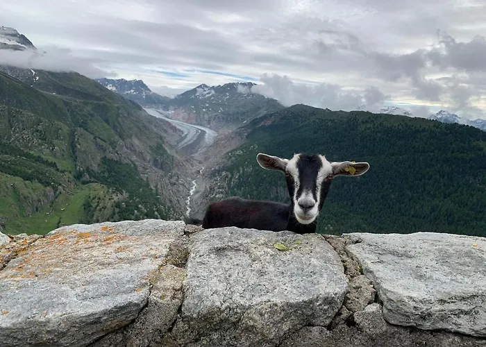 Hotel Hamilton & Belalp