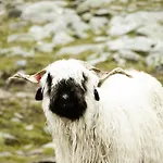Otel Hamilton & Belalp